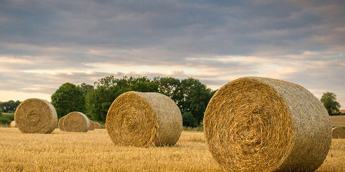 Bails of hay sitting in field