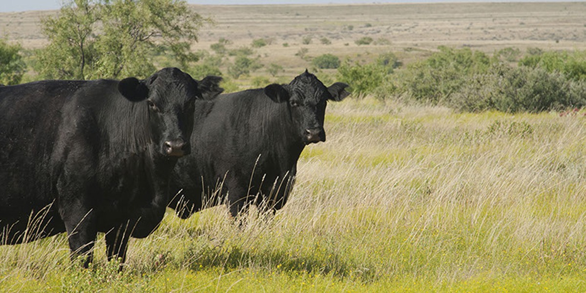 Cows hearding in a field